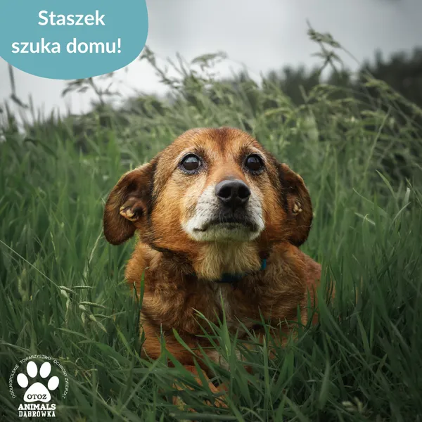 Pies do adopcji, Dąbrówka, 18 czerwca 2025 (5/5)