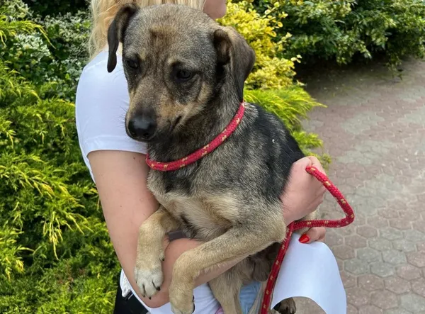 Znaleziono psa, Toruń, 16 czerwca 2025