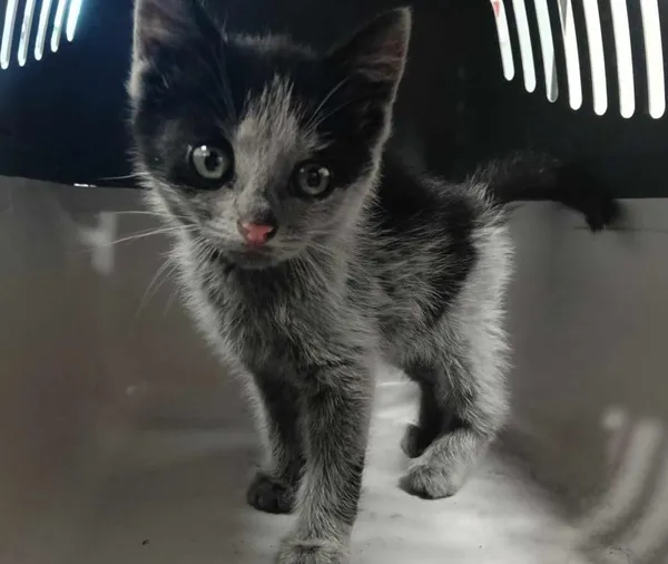 Znaleziono kota, Toruń, 15 czerwca 2025