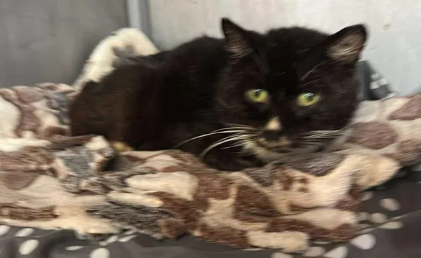 Znaleziono kota, Toruń, 15 czerwca 2025