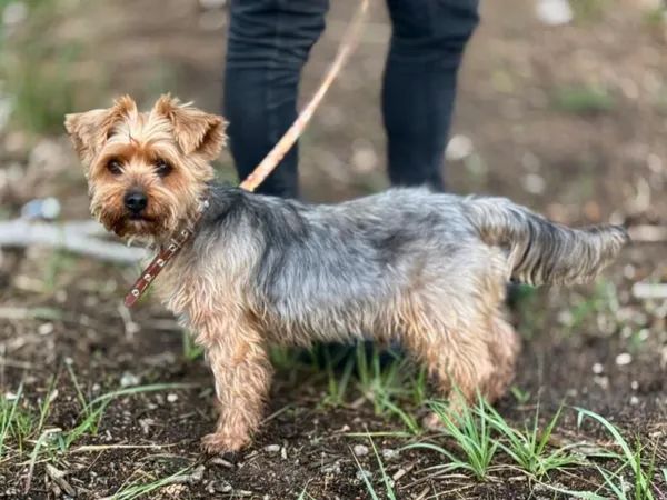 Pies do adopcji, Piła, 31 maja 2025 (2/3)