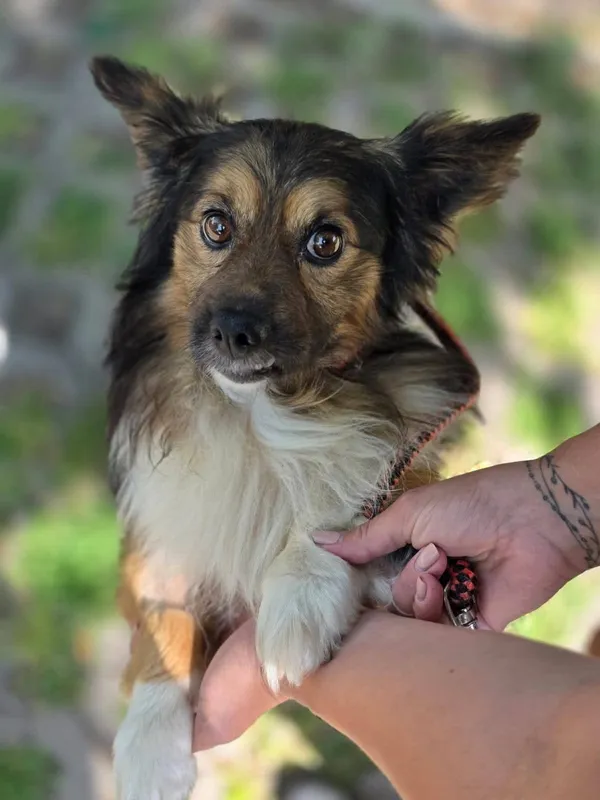 Pies do adopcji, Radom, 17 czerwca 2025 (1/5)