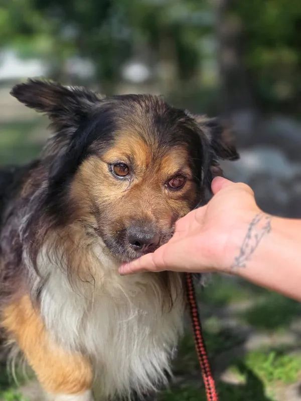 Pies do adopcji, Radom, 17 czerwca 2025 (4/5)