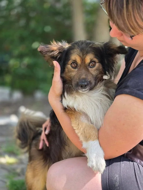 Pies do adopcji, Radom, 17 czerwca 2025 (5/5)