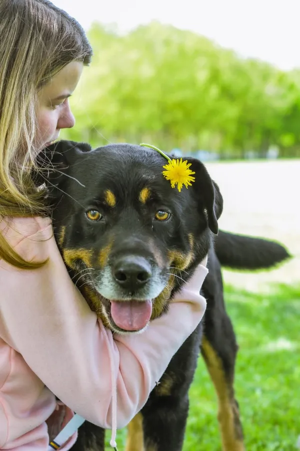 Pies do adopcji, Radom, 17 czerwca 2025 (1/5)