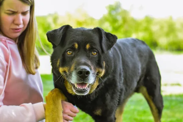 Pies do adopcji, Radom, 17 czerwca 2025 (2/5)