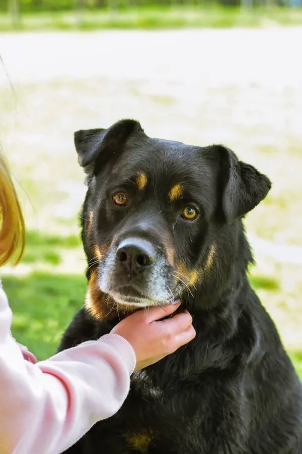 Pies do adopcji, Radom, 17 czerwca 2025 (4/5)