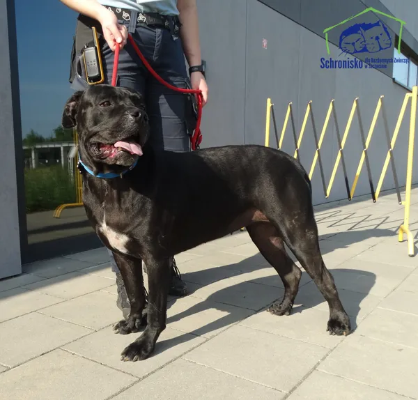 Znaleziono psa, Szczecin, 17 czerwca 2025 (1/2)