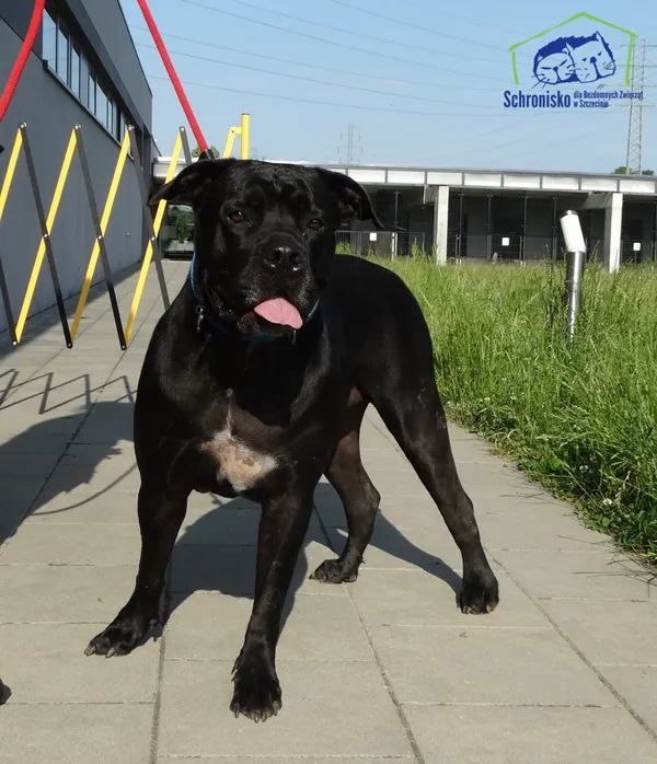 Znaleziono psa, Szczecin, 17 czerwca 2025 (2/2)