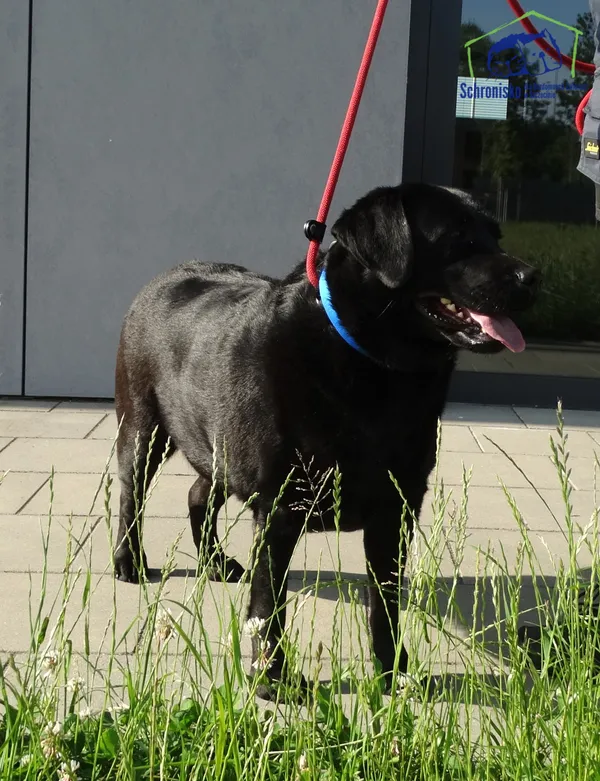 Znaleziono psa, Szczecin, 17 czerwca 2025 (1/2)