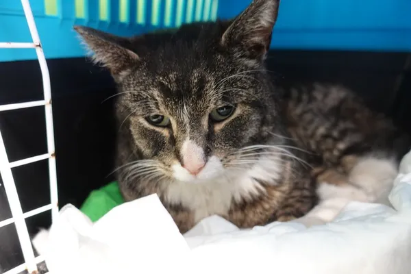 Znaleziono kota, Gdańsk, 18 czerwca 2025