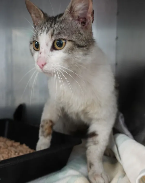 Znaleziono kota, Gdańsk, 18 czerwca 2025