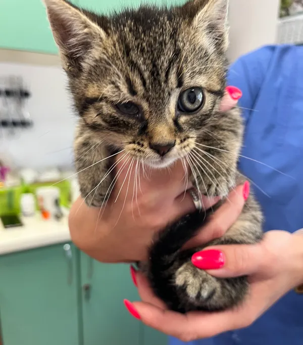 Znaleziono kota, Dobra, 18 czerwca 2025