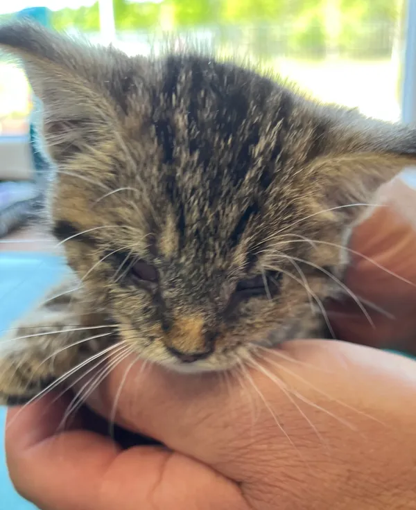 Znaleziono kota, Dobra, 18 czerwca 2025