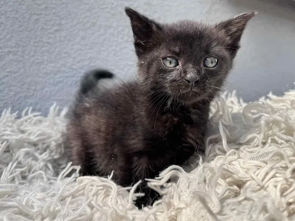 Kot do adopcji, Włocławek, 17 czerwca 2025 (1/5)