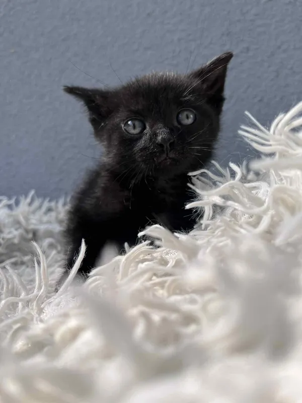 Kot do adopcji, Włocławek, 17 czerwca 2025 (2/5)