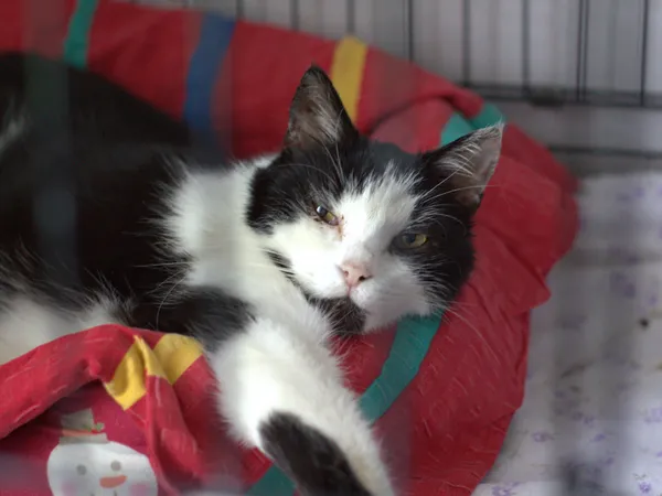 Znaleziono kota, Sosnowiec, 13 czerwca 2025