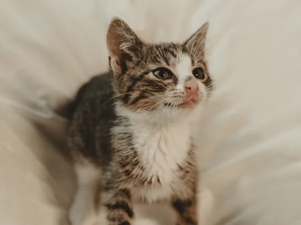 Znaleziono kota, Sosnowiec, 12 czerwca 2025 (2/5)