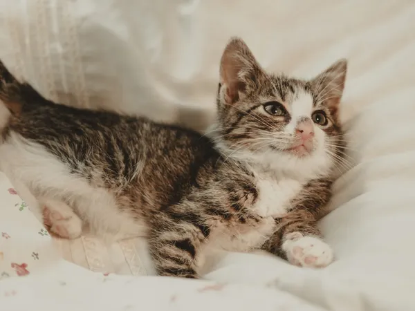 Znaleziono kota, Sosnowiec, 12 czerwca 2025 (4/5)