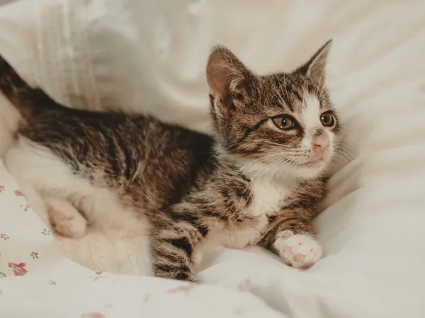 Znaleziono kota, Sosnowiec, 12 czerwca 2025 (5/5)