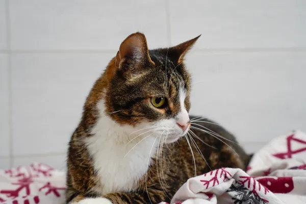 Znaleziono kota, Sosnowiec, 13 czerwca 2025 (1/4)