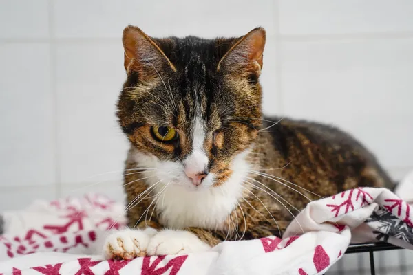 Znaleziono kota, Sosnowiec, 13 czerwca 2025 (2/4)