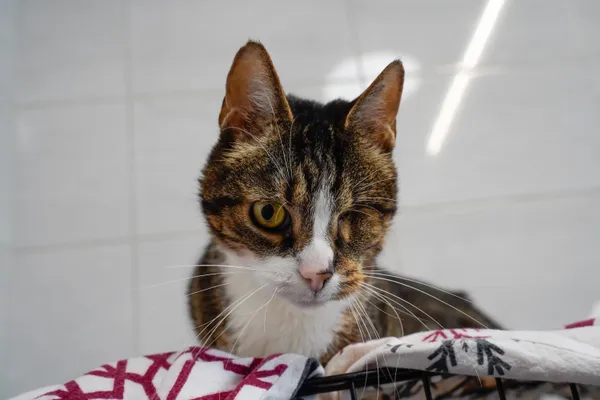 Znaleziono kota, Sosnowiec, 13 czerwca 2025 (4/4)