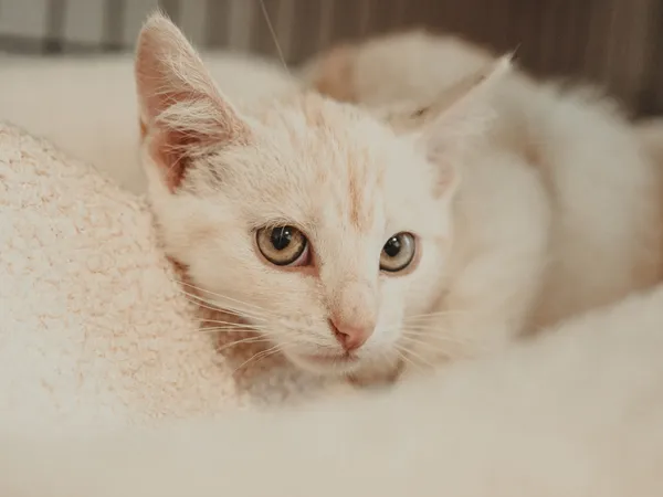 Znaleziono kota, Sosnowiec, 17 czerwca 2025 (3/4)