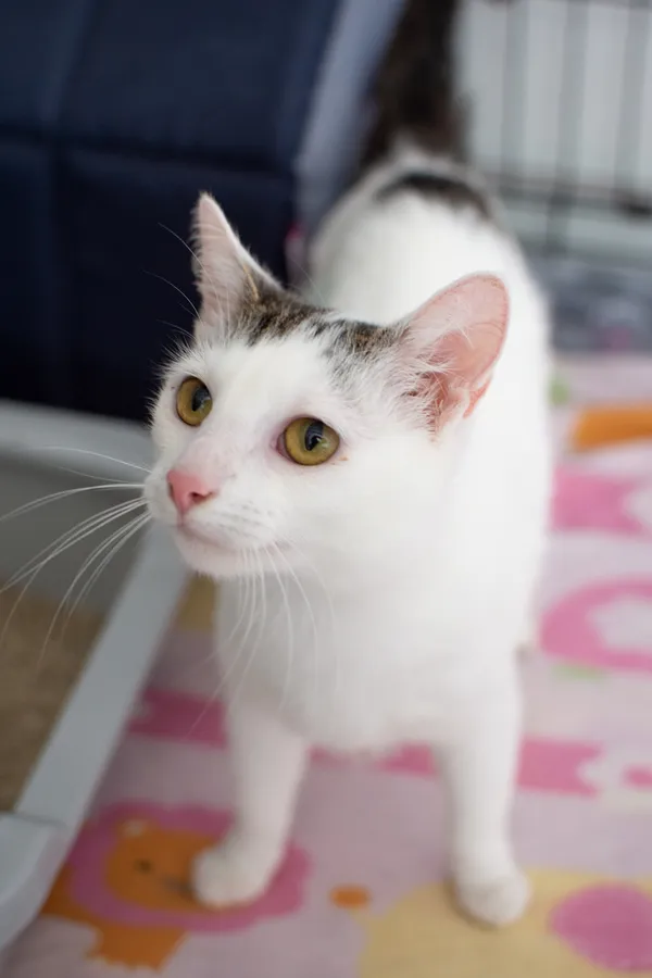 Znaleziono kota, Sosnowiec, 11 czerwca 2025 (2/5)