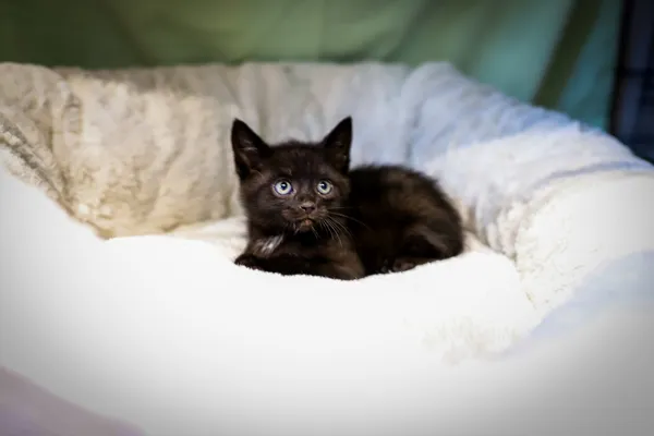 Znaleziono kota, Sosnowiec, 17 czerwca 2025 (3/4)