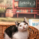 Znaleziono kota