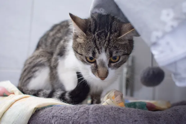 Znaleziono kota, Sosnowiec, 14 czerwca 2025 (2/5)