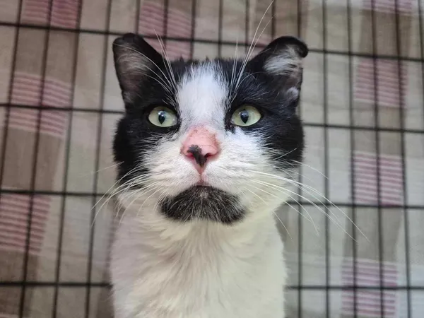 Znaleziono kota, Sosnowiec, 14 czerwca 2025 (1/3)