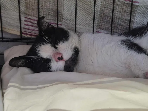 Znaleziono kota, Sosnowiec, 14 czerwca 2025 (2/3)