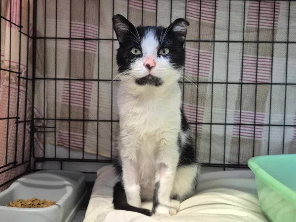 Znaleziono kota, Sosnowiec, 14 czerwca 2025 (3/3)