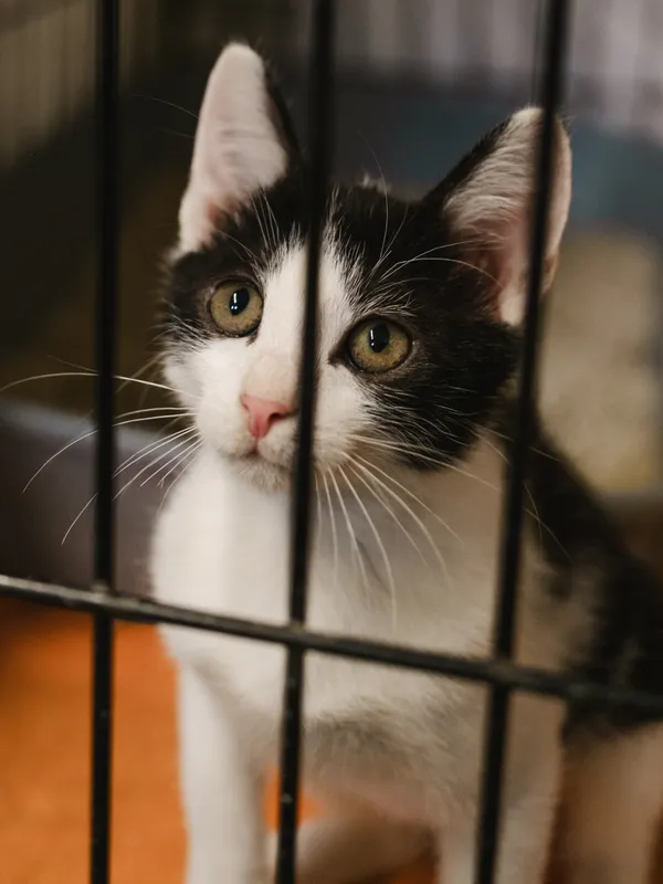 Znaleziono kota, Sosnowiec, 17 czerwca 2025 (1/5)