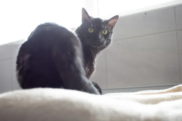 Znaleziono kota, Sosnowiec, 9 czerwca 2025 (2/5)