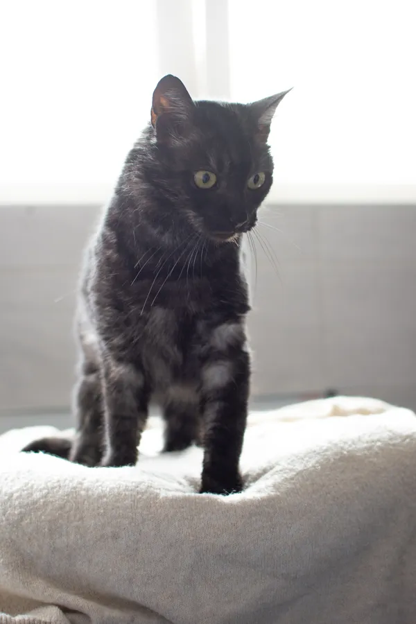 Znaleziono kota, Sosnowiec, 9 czerwca 2025 (3/5)