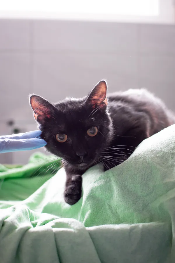 Znaleziono kota, Sosnowiec, 13 czerwca 2025 (1/5)