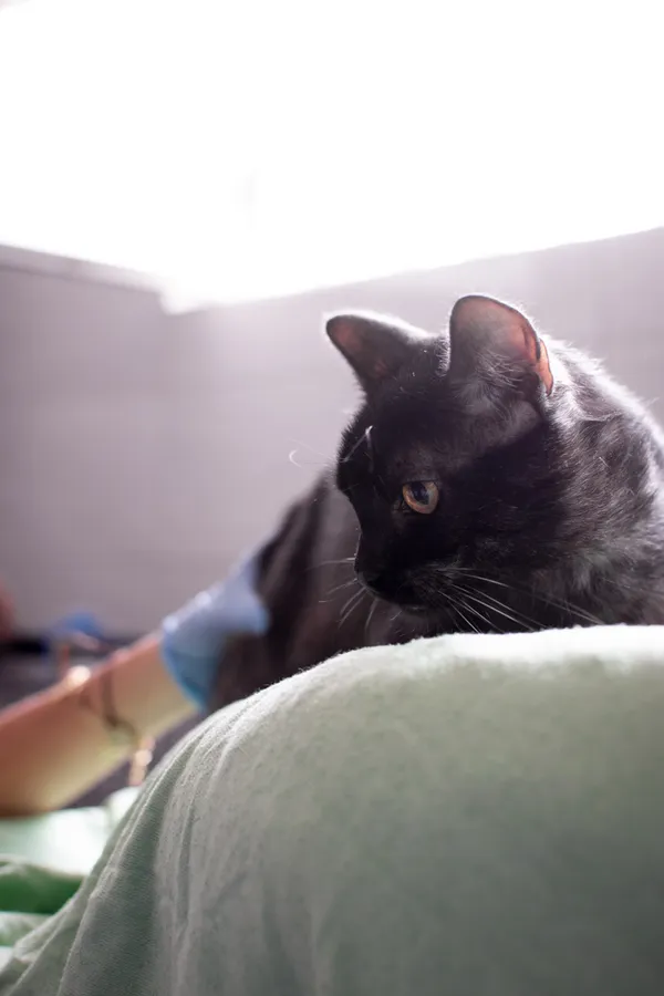 Znaleziono kota, Sosnowiec, 13 czerwca 2025 (3/5)