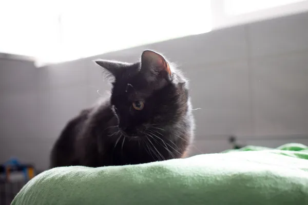 Znaleziono kota, Sosnowiec, 13 czerwca 2025 (4/5)