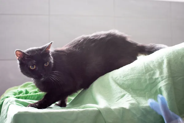 Znaleziono kota, Sosnowiec, 13 czerwca 2025 (5/5)