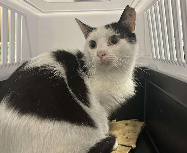 Znaleziono kota, Toruń, 16 czerwca 2025