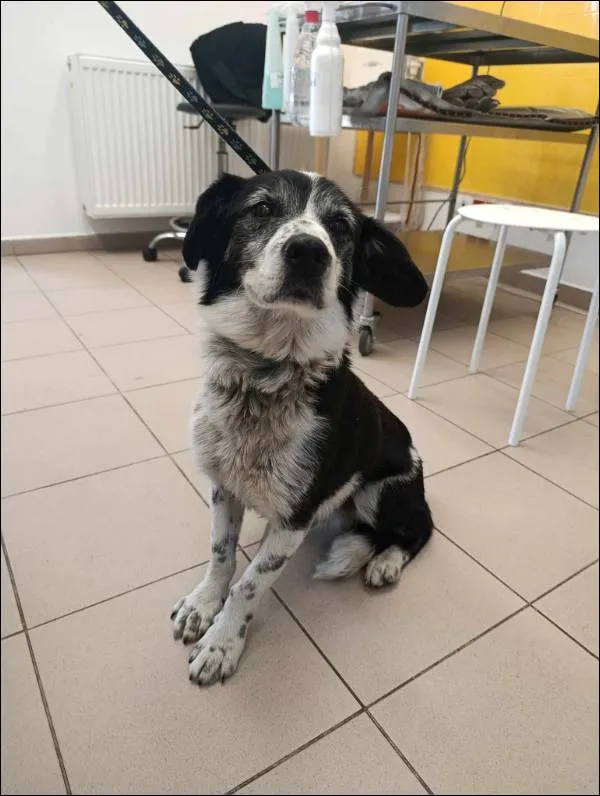 Znaleziono psa, Grudziądz, 18 czerwca 2025