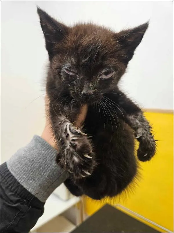 Znaleziono kota, Grudziądz, 18 czerwca 2025