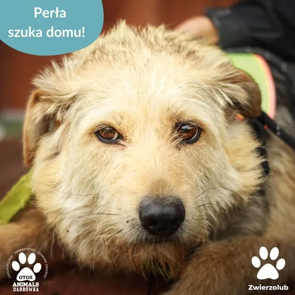 Pies do adopcji, Dąbrówka, 18 czerwca 2025 (1/5)