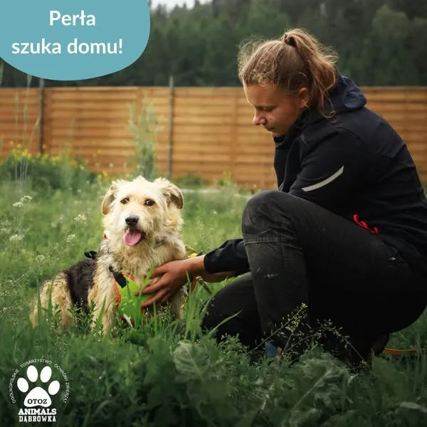 Pies do adopcji, Dąbrówka, 18 czerwca 2025 (3/5)