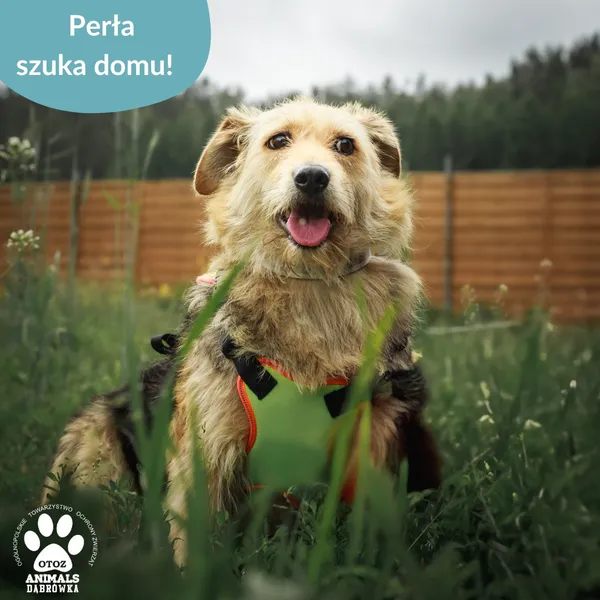 Pies do adopcji, Dąbrówka, 18 czerwca 2025 (5/5)