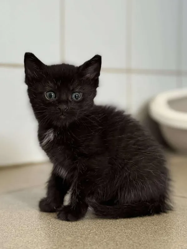 Znaleziono kota, Lublin, 12 czerwca 2025