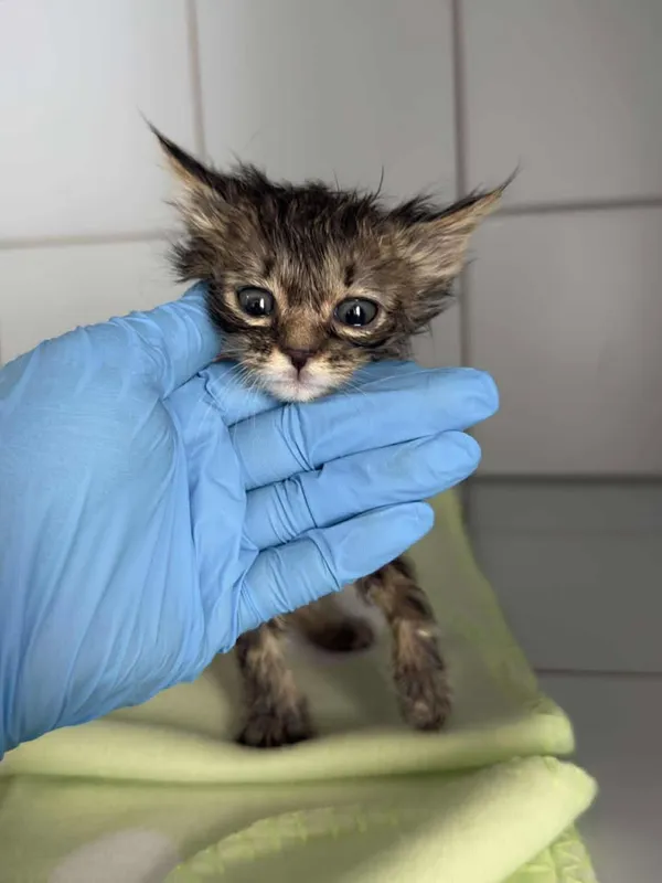 Znaleziono kota, Lublin, 12 czerwca 2025